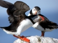 Puffin