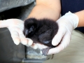 Puffin