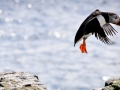 Puffin