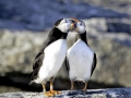 Puffin
