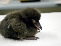 Puffin