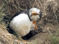 Puffin