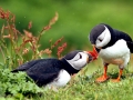 Puffin