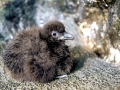 Puffin