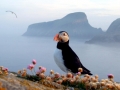 Puffin