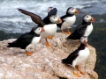 Puffin