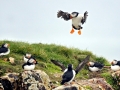 Puffin