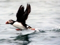 Puffin