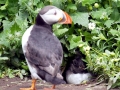 Puffin