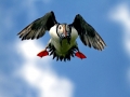 Puffin