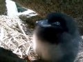 Puffin