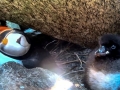 Puffin