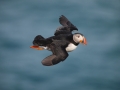 Puffin