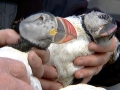 Puffin