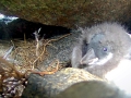 Puffin