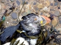 Puffin
