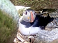 Puffin