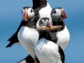 Puffin