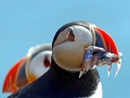 Puffin
