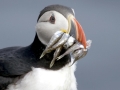 Puffin