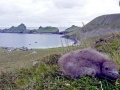 Puffin