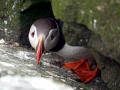 Puffin