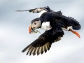 Puffin