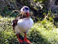 Puffin