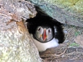 Puffin