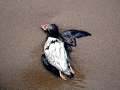 Puffin