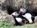 Puffin