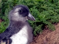 Puffin