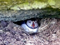 Puffin