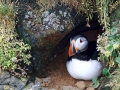 Puffin