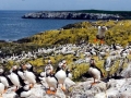 Puffin