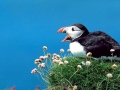 Puffin