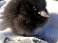 Puffin