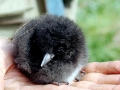 Puffin