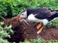 Puffin