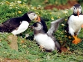 Puffin