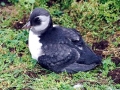 Puffin