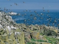 Puffin