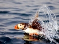 Puffin