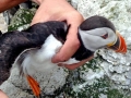 Puffin