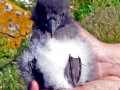 Puffin