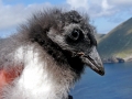 Puffin