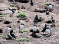 Puffin