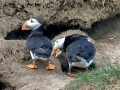 Puffin