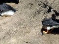 Puffin
