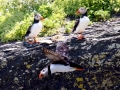Puffin